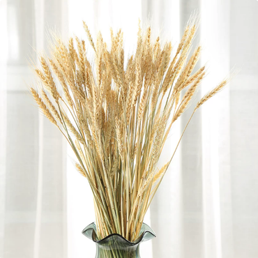 ChuTian Dried Wheat Stalks Sheaves - Natural Dried Flowers Bunch for Countryside Home, Living Room & Wedding Floral Arrangement