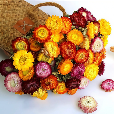 ChuTian Real Dried Flowers - 60 Pcs Straw Chrysanthemums Everlasting Bouquet | Ideal for Home Decor, Floral Art, Photography Props & Gift Giving