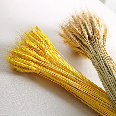 ChuTian Dried Wheat Stalks Sheaves - Natural Dried Flowers Bunch for Countryside Home, Living Room & Wedding Floral Arrangement