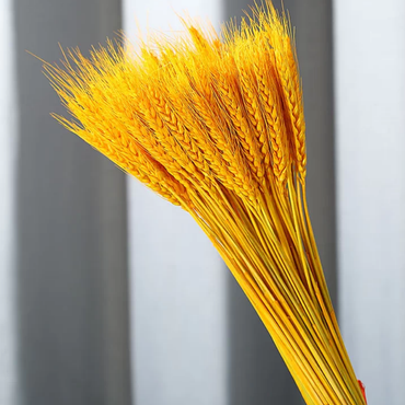 ChuTian Dried Wheat Stalks Sheaves - Natural Dried Flowers Bunch for Countryside Home, Living Room & Wedding Floral Arrangement