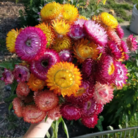 ChuTian Real Dried Flowers - 60 Pcs Straw Chrysanthemums Everlasting Bouquet | Ideal for Home Decor, Floral Art, Photography Props & Gift Giving