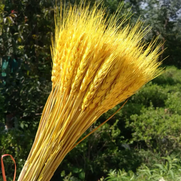ChuTian Dried Wheat Stalks Sheaves - Natural Dried Flowers Bunch for Countryside Home, Living Room & Wedding Floral Arrangement