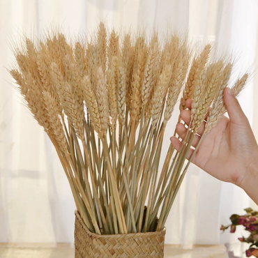ChuTian Dried Wheat Stalks Sheaves - Natural Dried Flowers Bunch for Countryside Home, Living Room & Wedding Floral Arrangement