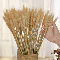 ChuTian Dried Wheat Stalks Sheaves - Natural Dried Flowers Bunch for Countryside Home, Living Room & Wedding Floral Arrangement