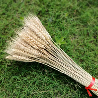 ChuTian Dried Wheat Stalks Sheaves - Natural Dried Flowers Bunch for Countryside Home, Living Room & Wedding Floral Arrangement
