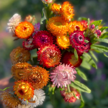 ChuTian Real Dried Flowers - 60 Pcs Straw Chrysanthemums Everlasting Bouquet | Ideal for Home Decor, Floral Art, Photography Props & Gift Giving