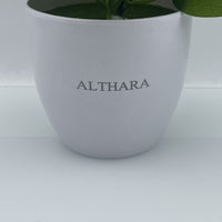 ALTHARA Lifelike Artificial Plant with Pot 1 Bundle of Vibrant Pothos for Effortless Indoor Decor