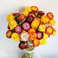 ChuTian Real Dried Flowers - 60 Pcs Straw Chrysanthemums Everlasting Bouquet | Ideal for Home Decor, Floral Art, Photography Props & Gift Giving