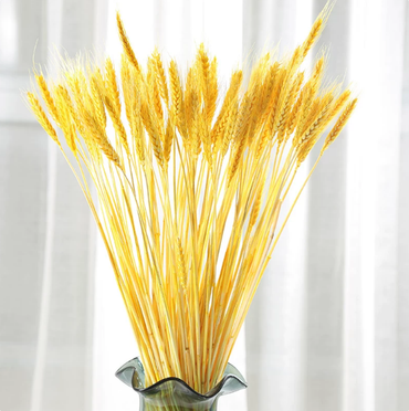 ChuTian Dried Wheat Stalks Sheaves - Natural Dried Flowers Bunch for Countryside Home, Living Room & Wedding Floral Arrangement