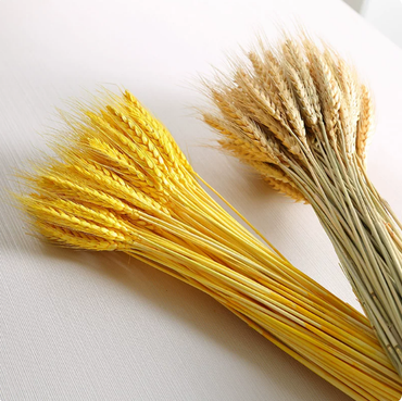 ChuTian Dried Wheat Stalks Sheaves - Natural Dried Flowers Bunch for Countryside Home, Living Room & Wedding Floral Arrangement